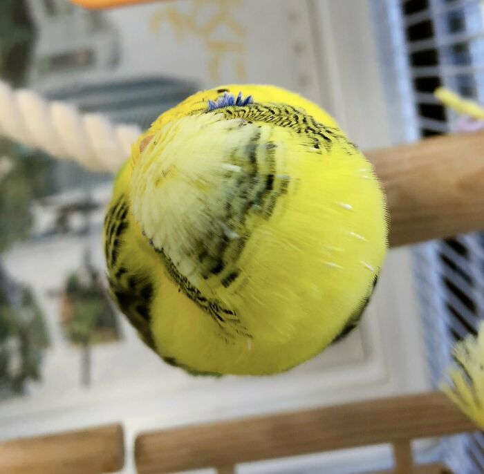 A blurry yellow budgie, a photo that needs a second look to understand its shape.