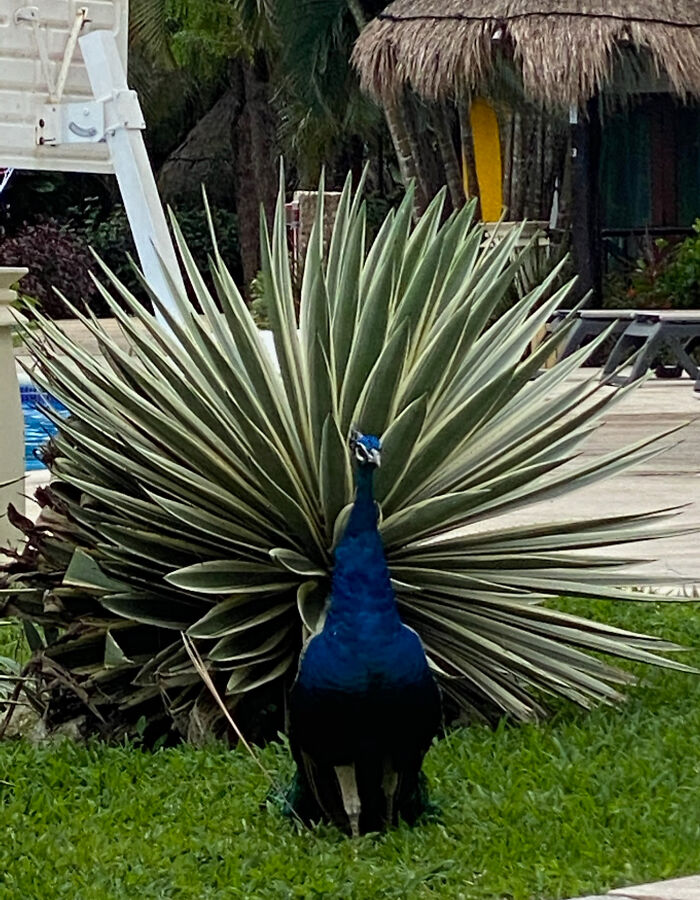 A majestic peacock standing in front of a spiky agave plant, a photo that may need a second look.