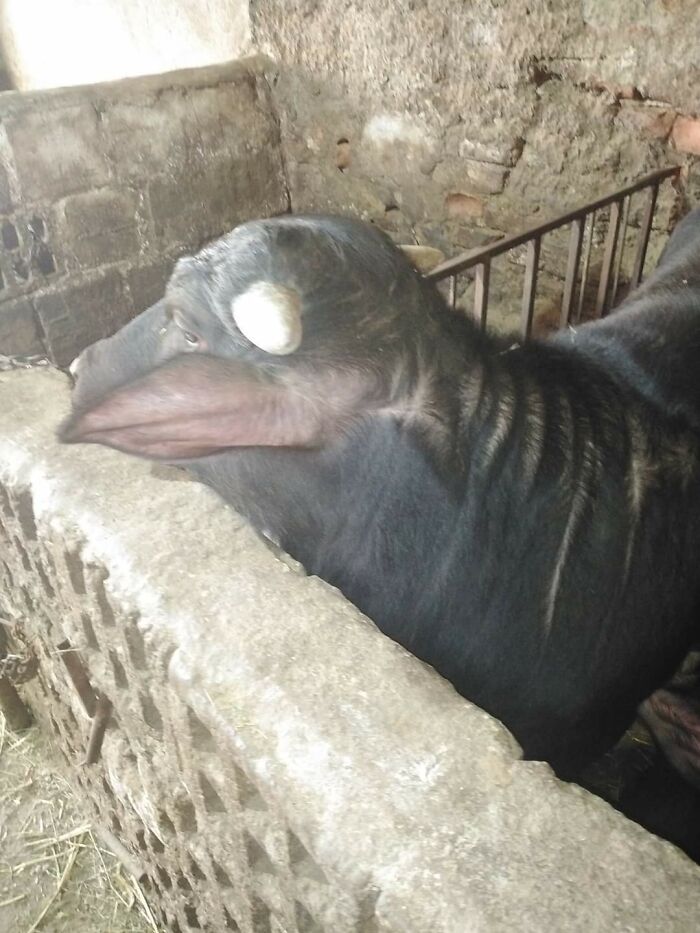A black calf in a stall, whose head appears to be facing sideways, requiring a second look to understand.