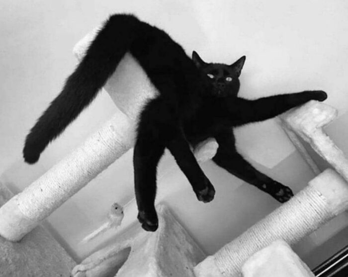 A black cat stretched out on a cat tree, appearing to defy gravity, one of the photos you need to look twice at.