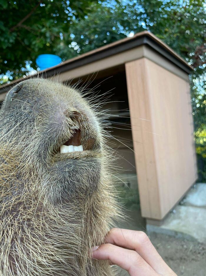 A capybara's face that you may need to look twice at, with teeth visible and a hand petting it.
