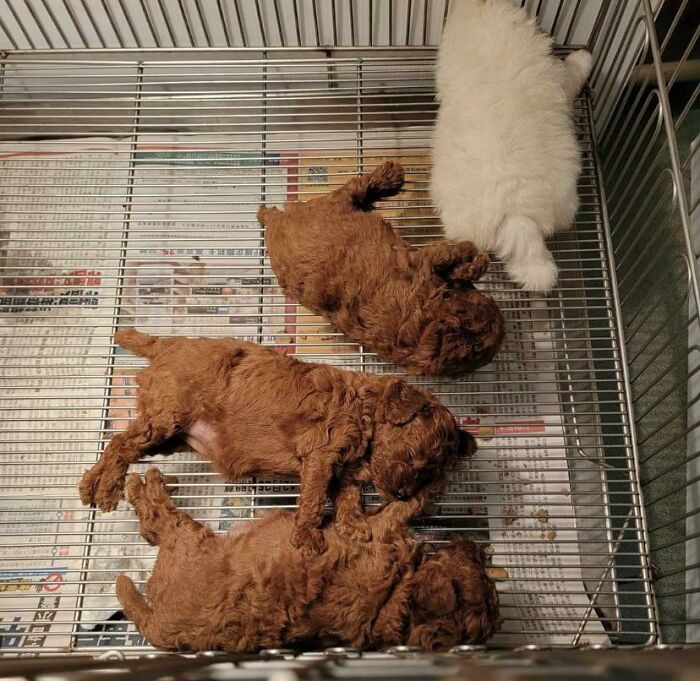 Three puppies that you may need to look twice at, resting in a cage.