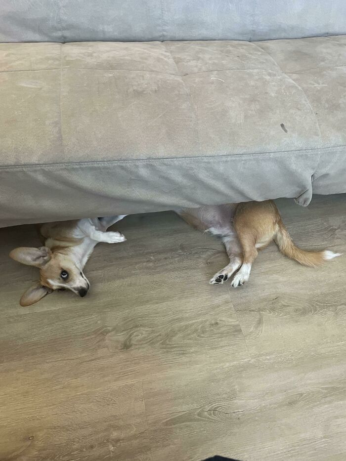 A dog that you may need to look twice at, peeking from under a sofa.