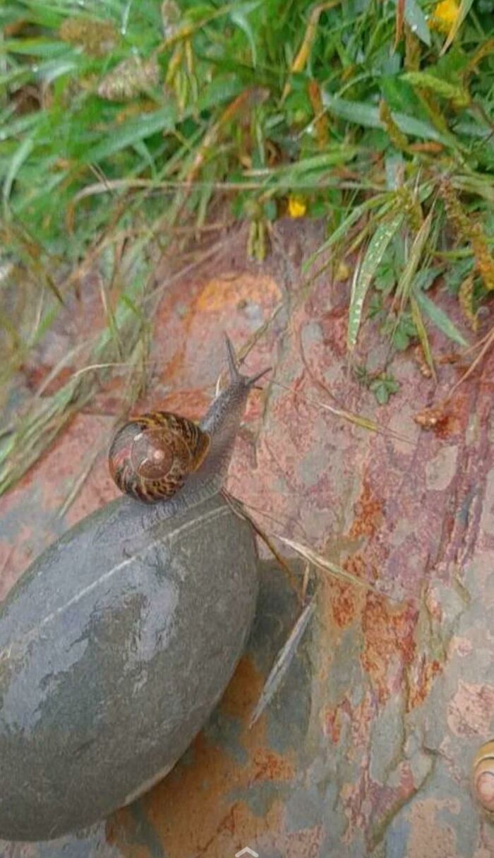 A snail crawling over a smooth, wet rock that resembles a larger snail, a sight you may need to look twice at.