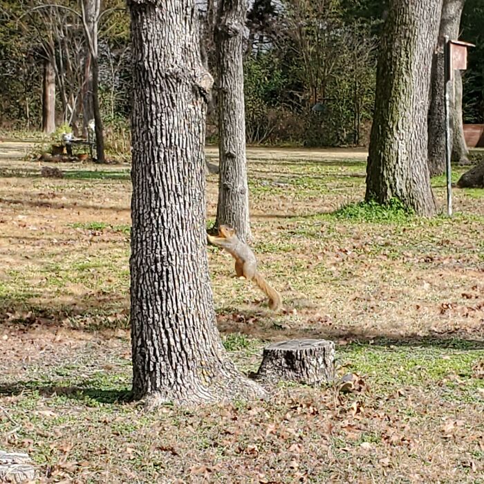 A squirrel mid-jump, appearing to defy gravity on a tree trunk, a photo you may need to look twice at.
