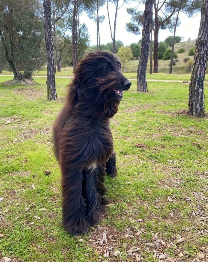 A furry dog with a human-like haircut in a park; optical illusion that may need a second look.