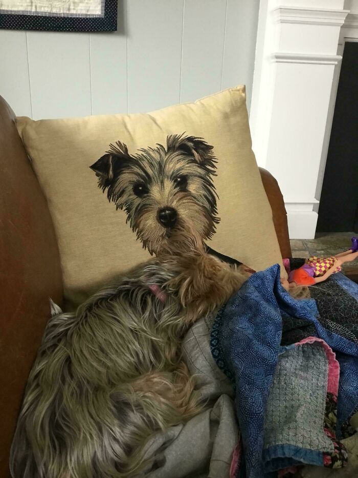 A small terrier dog sitting on a couch, blending almost seamlessly with a pillow featuring the same dog's image. Look twice to understand.