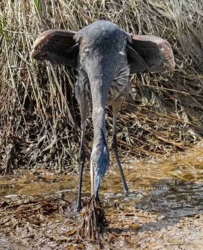 A photo of a heron appearing to be an elephant with large ears due to an optical illusion. You may need to look twice.