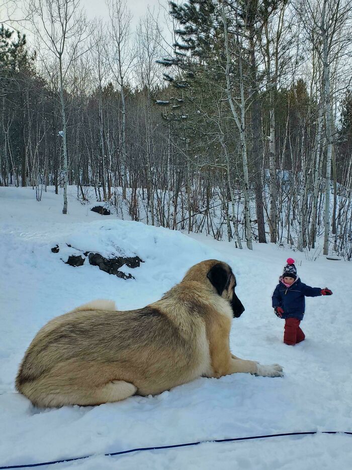 A giant fluffy dog resting in the snow next to a tiny child bundled in winter clothes. You may need to look twice at the scale.