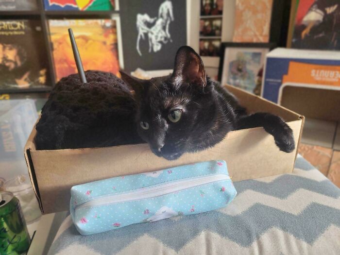 A black cat resting in a cardboard box, appearing to have a knitting needle protruding from its back, creating an optical illusion. Look twice.