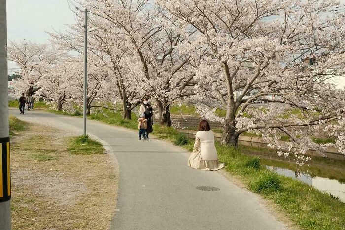 A woman kneeling on a path surrounded by cherry blossom trees, needing a second look to understand the perspective.