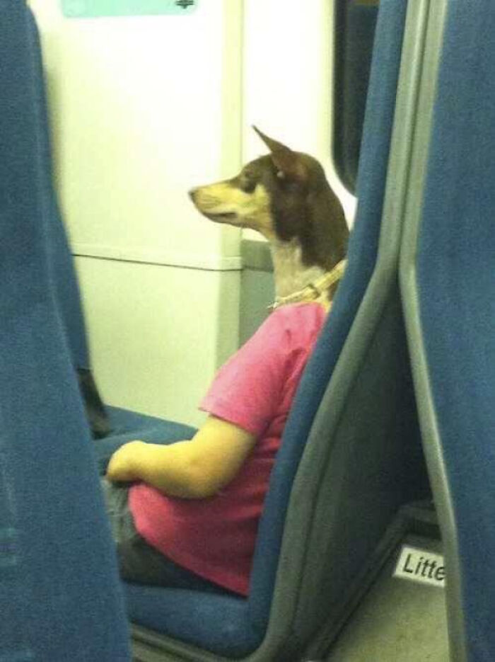 A dog sits upright in a train seat wearing a pink shirt, a confusing photo that makes you look twice.