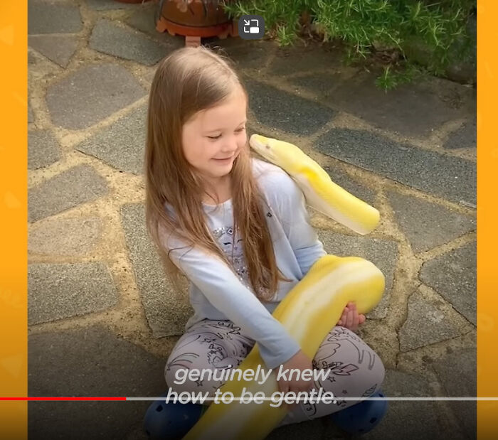 A young girl gently holds a large yellow python, a surprising photo you may need to look twice at.