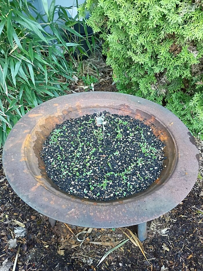 Old junk fire pit transformed into a small garden bed with tiny green sprouts.