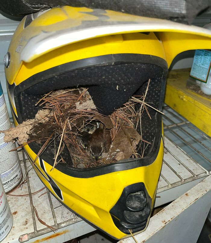 A bird nest filled with leaves inside a yellow helmet. Creativity turned old junk into something worth keeping.