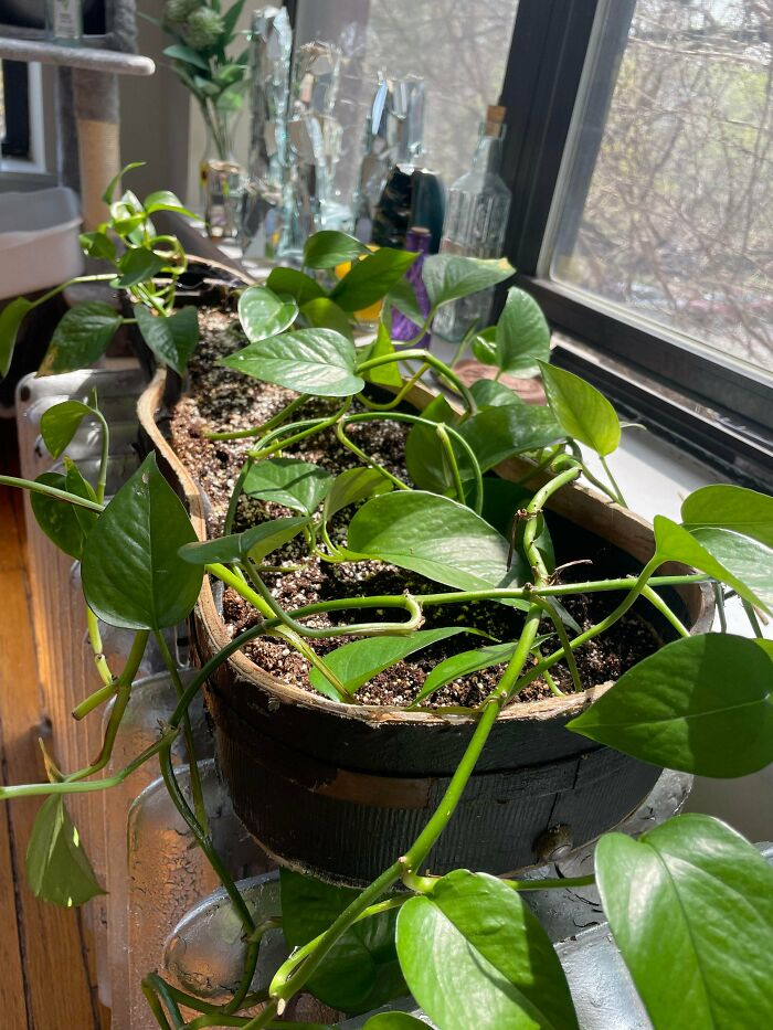 A creative planter made from old junk, holding a vibrant green plant by a sunny window.