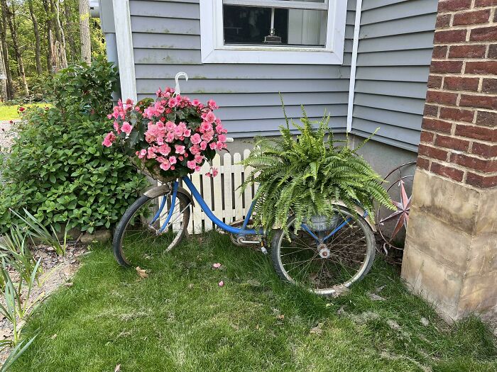 An old bicycle repurposed as a planter for pink flowers and ferns, a creative use for old junk.