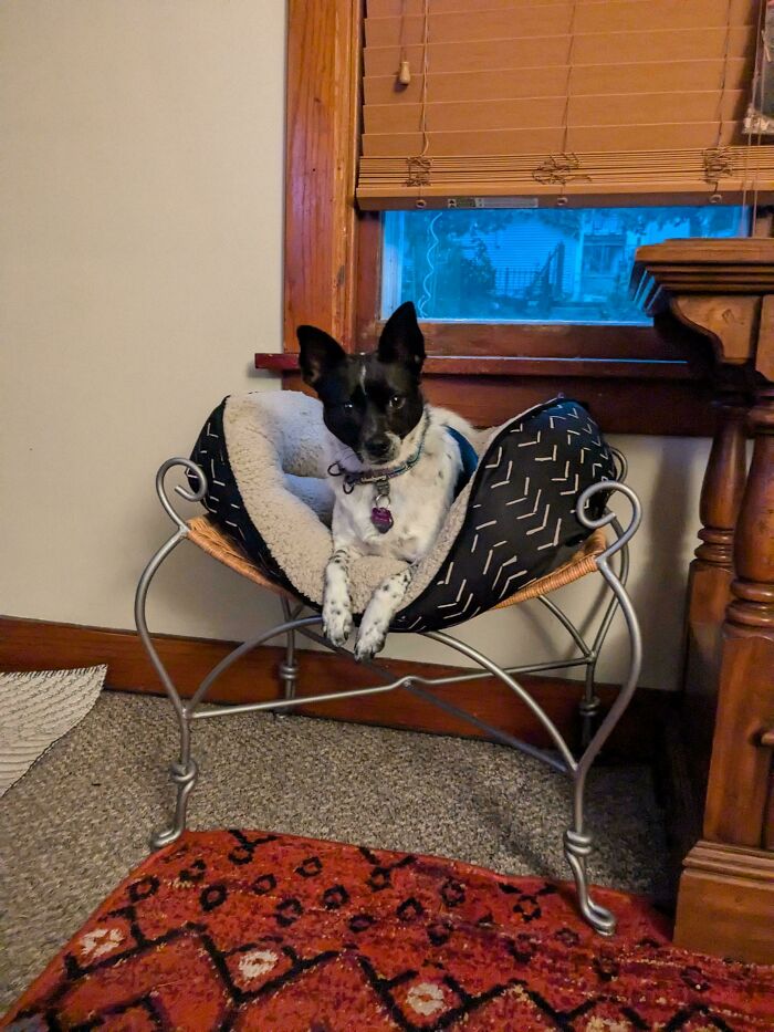 A small dog in a repurposed old junk chair, showing creativity.