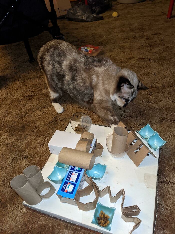 Cat playing with a homemade toy made from cardboard and bowls, exemplifying creativity turning old junk into something worth keeping.