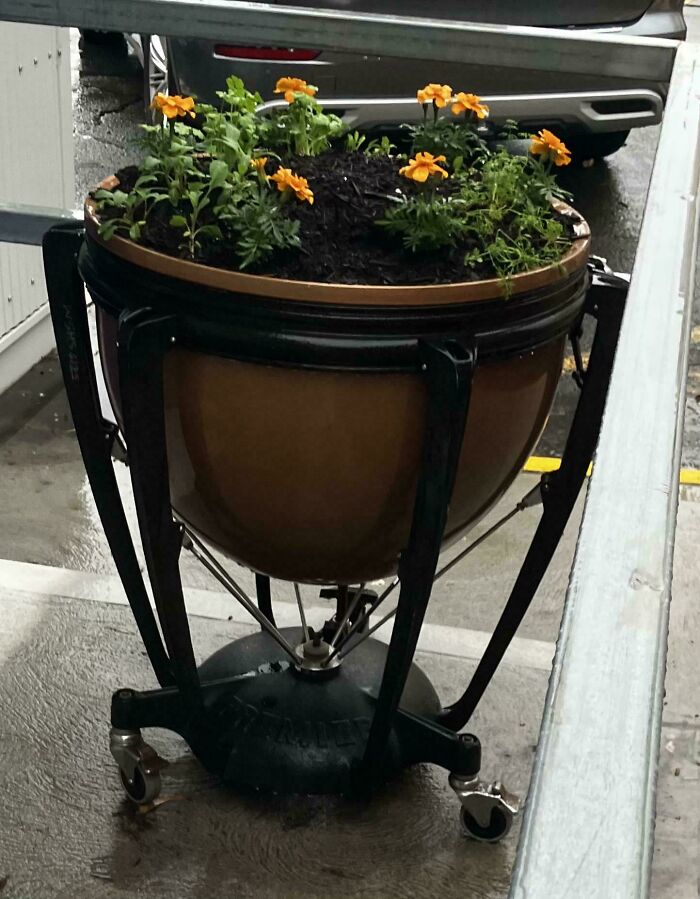 Timpani drum repurposed as a planter with orange flowers, an example of creativity turning old junk into something worth keeping.