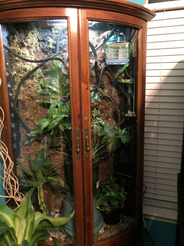 Upcycled cabinet with vibrant plants, demonstrating creativity turning old junk into something worth keeping.
