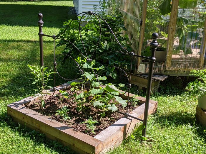 A garden bed made from old junk, utilizing a metal bed frame as a trellis for plants, showcasing creativity.