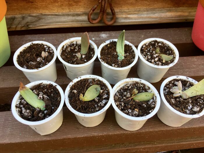 Small succulent plant cuttings in tiny white pots, demonstrating creativity in propagating from old junk.