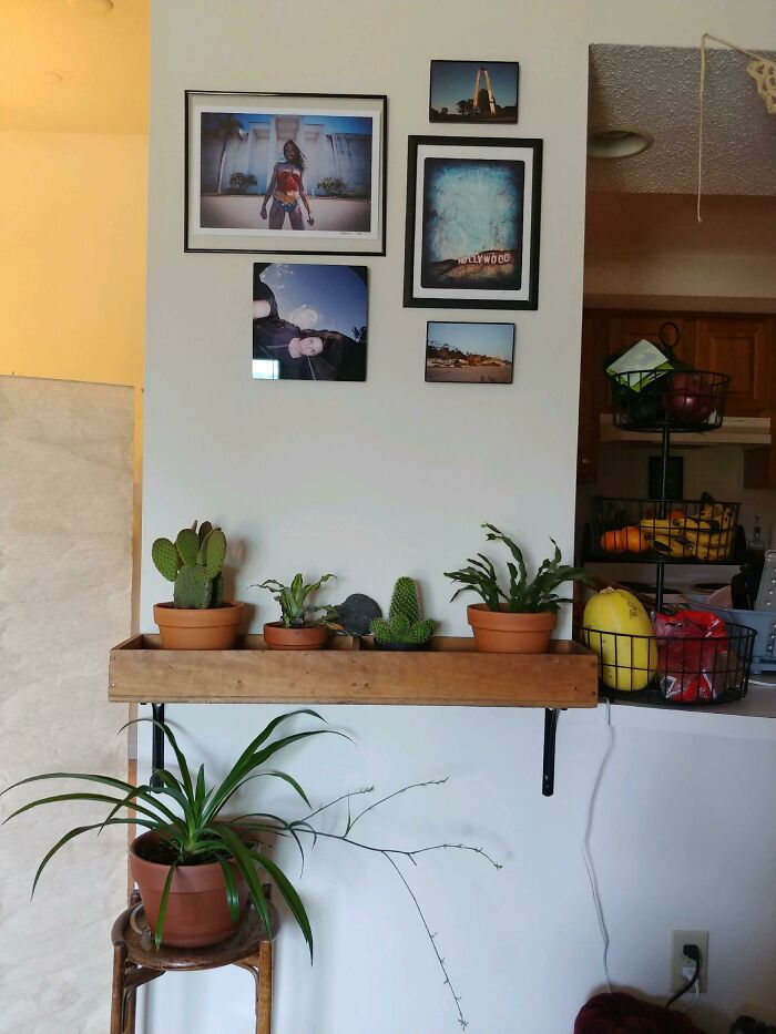 A wooden shelf with potted cacti and various pictures displayed on the wall, showing creativity with old junk.