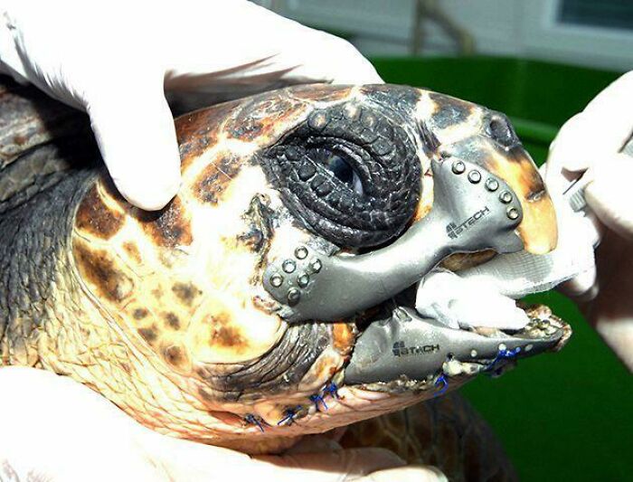 Amazing 3D printing creation: a sea turtle with a prosthetic jaw and facial structure, held by gloved hands.