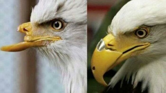 Amazing 3D printing creation: side-by-side comparison of a bald eagle with a damaged beak and a new 3D printed prosthetic.