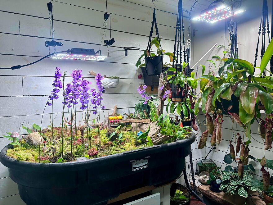 A unique indoor garden setup with various plants, including pitcher plants and purple flowers, part of a whimsical craft display.