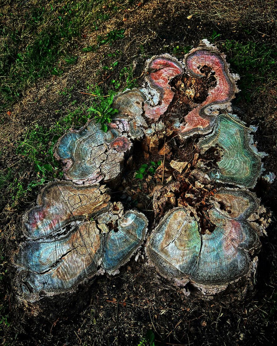 A vibrant tree stump with colorful, rainbow-like rings, an example of whimsical crafts shared online.