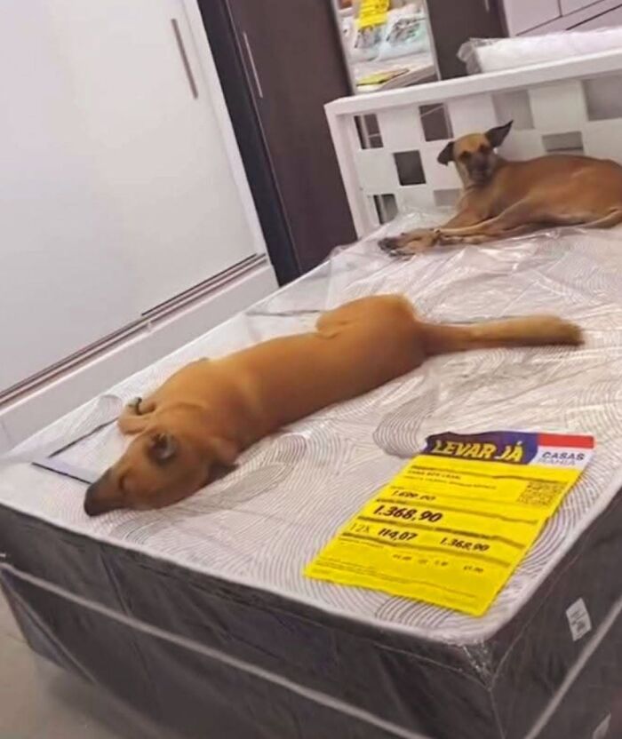 Two cute and funny dogs relaxing on mattresses in a store, one lying on its back.