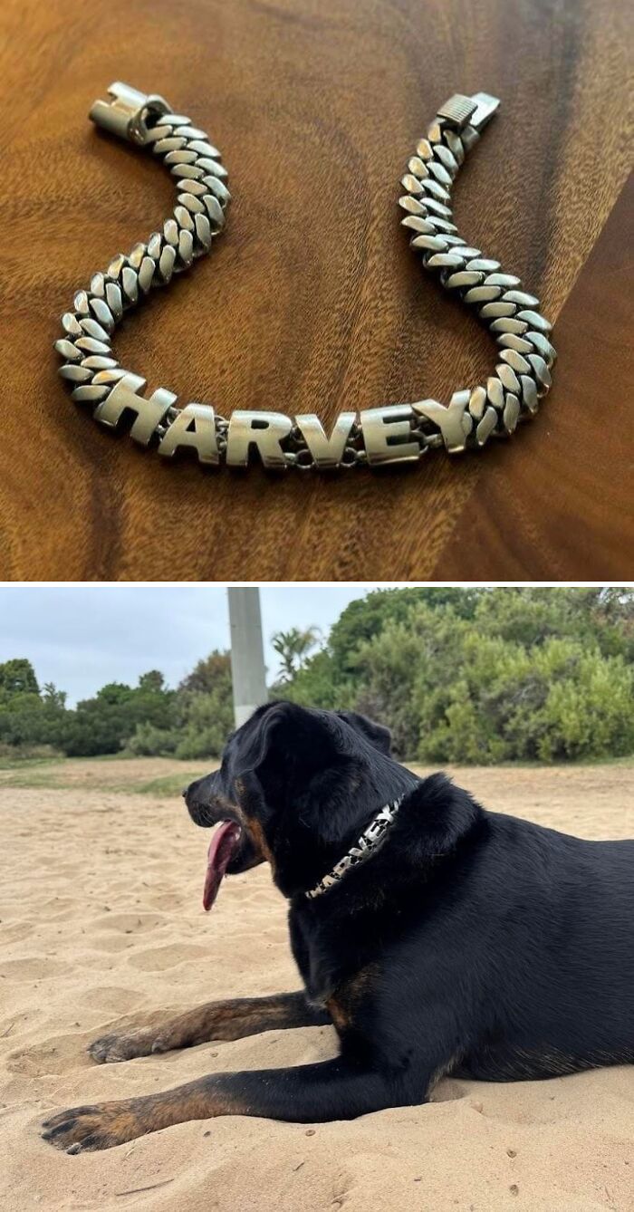 A silver dog collar with the name HARVEY spelled out, a personalized 3D printer accessory.