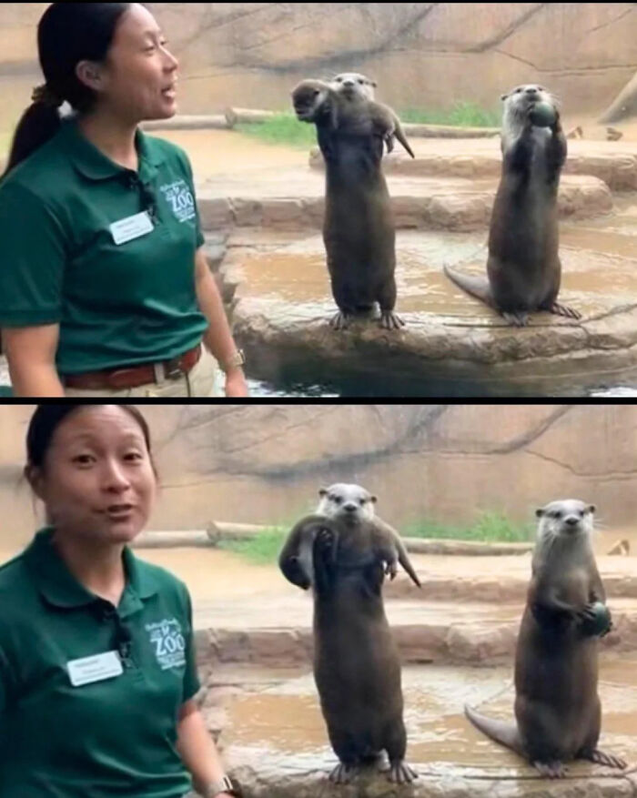 A zoo worker talks to two otters standing on hind legs, a funny meme highlighting the otters reaction.