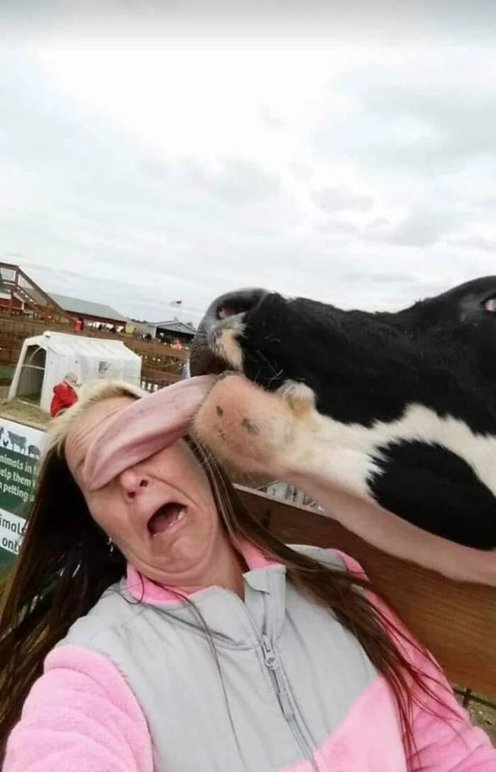 A funny meme of a woman getting licked on the face by a cow, making a hilarious expression.