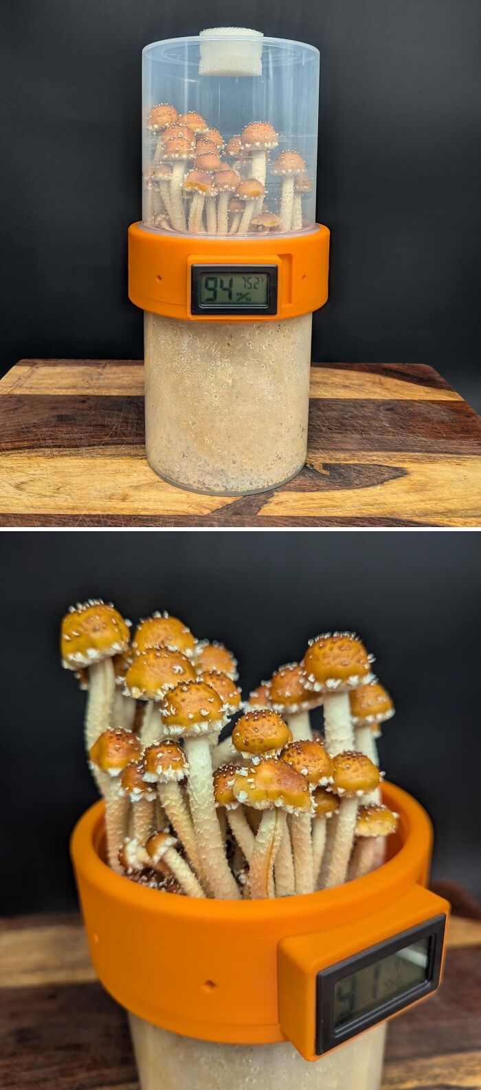 A collection of mushrooms growing in a clear container with an orange base, a cool 3D printer project for mycology.