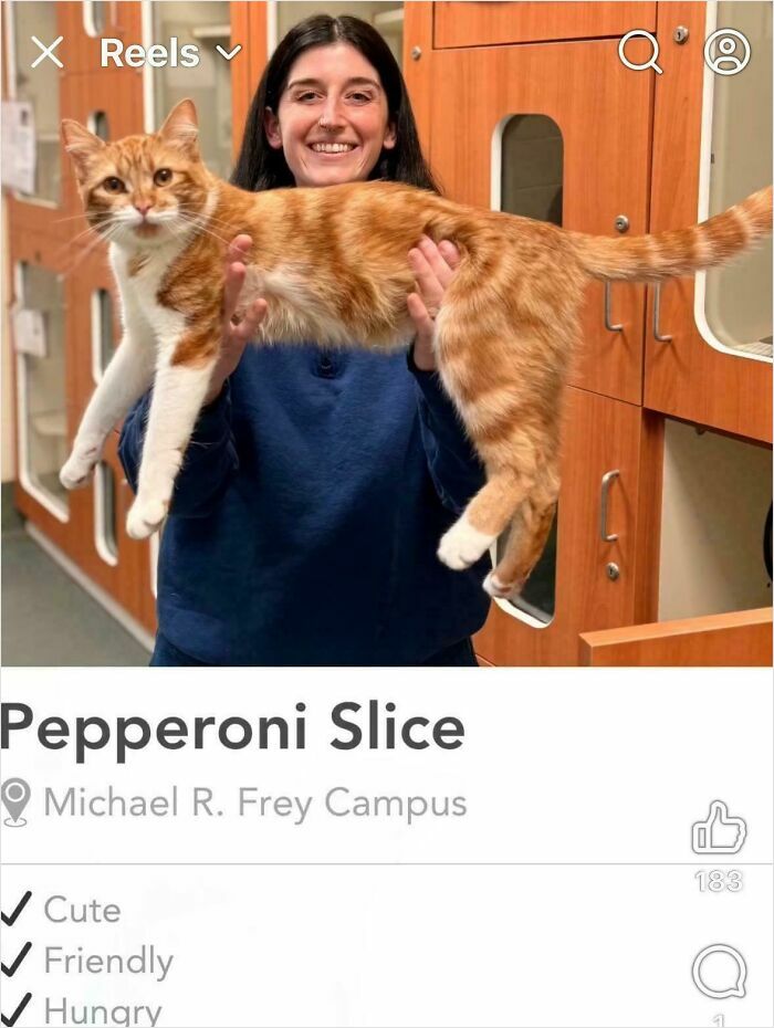Cringe Tinder profile featuring a smiling person holding a large orange cat named Pepperoni Slice at a shelter.