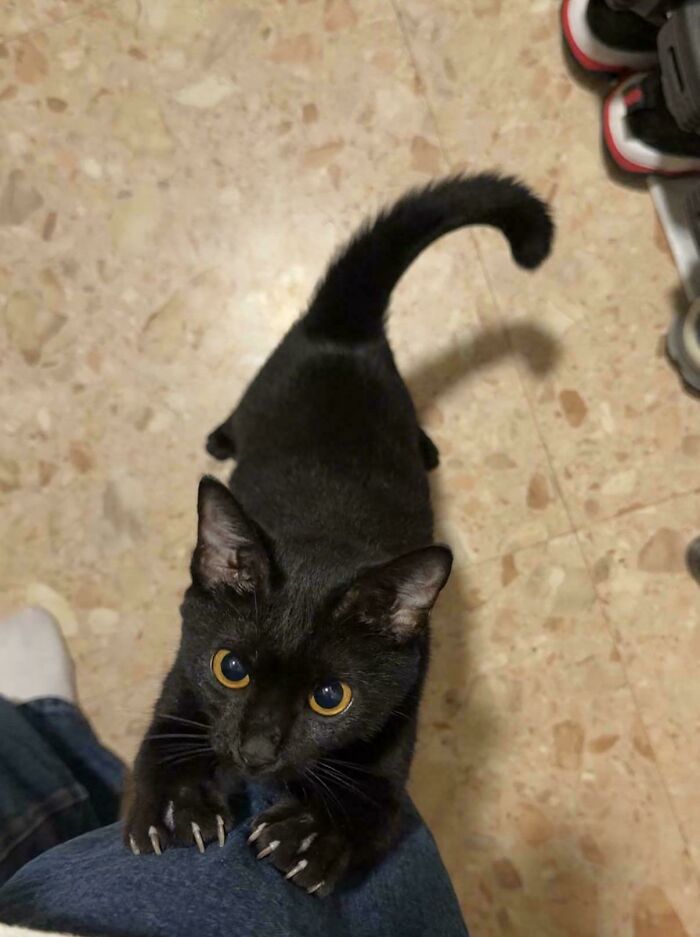 A black cat climbing up a person’s leg with its cat claw hooked into the pants.