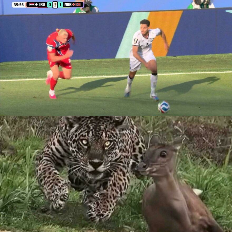 A split image meme, with the top showing World Cup football players and the bottom showing a jaguar chasing a deer.