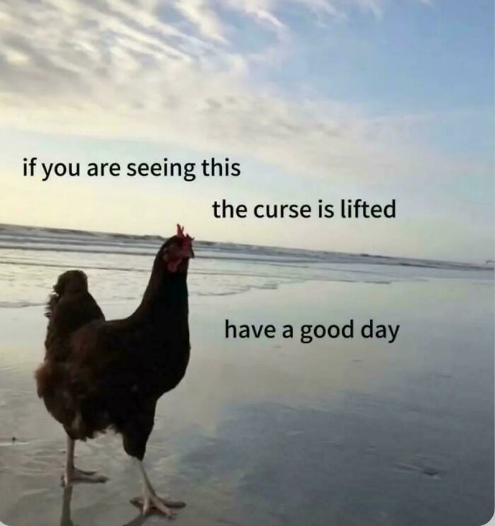 A chicken on a beach with the text, if you are seeing this the curse is lifted, have a good day.
