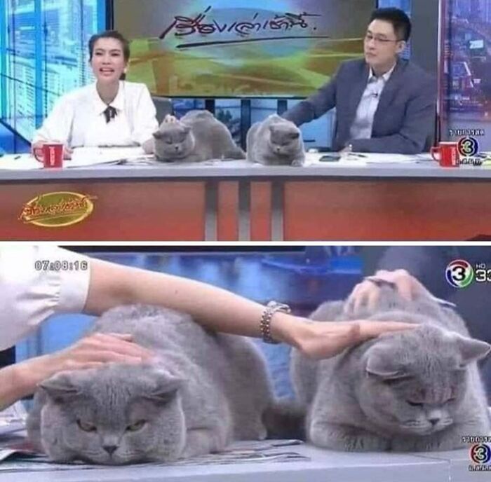 TV presenters with two adorable and absurd gray cats on their news desk, funny animal photo.
