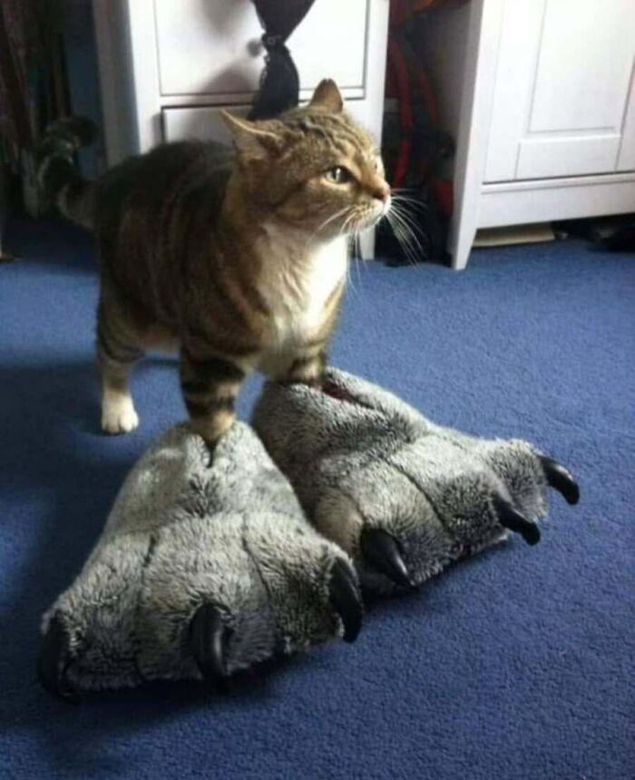 Adorable animal photo: a cat standing on two large, furry monster slippers, looking mischievous and absurd.