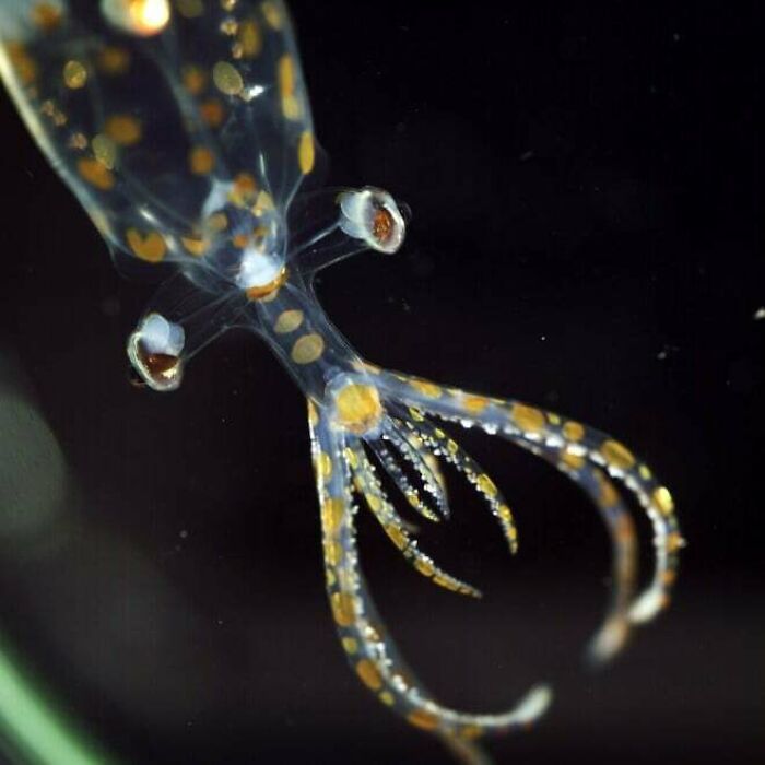 Scientists Just Found 31 Species No Human Had Ever Seen Before. Not In Space. Not In A Cave. Just Deep Enough In Our Own Ocean That We've Barely Looked. Some Of Them Don't Even Have Official Names Yet