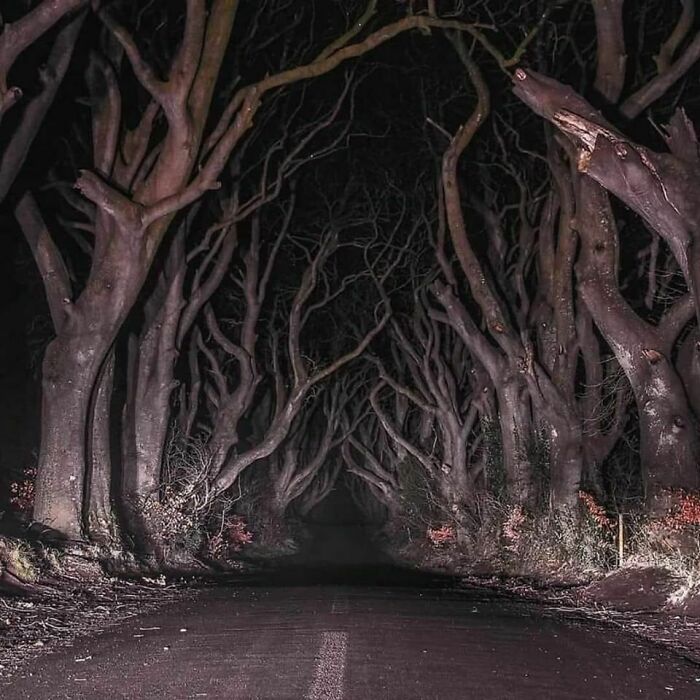 A dark, eerie road lined with twisted, bare trees forms an archway, a creepy image for nightmare fuel.