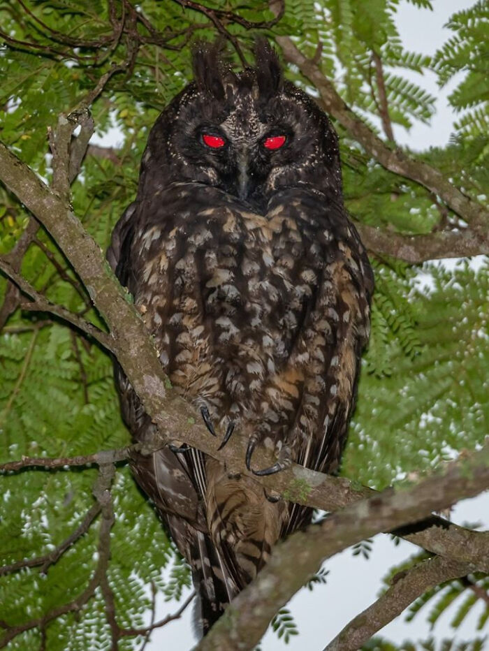 A dark owl with glowing red eyes staring intensely from a tree branch, creating a creepy image and nightmare fuel.