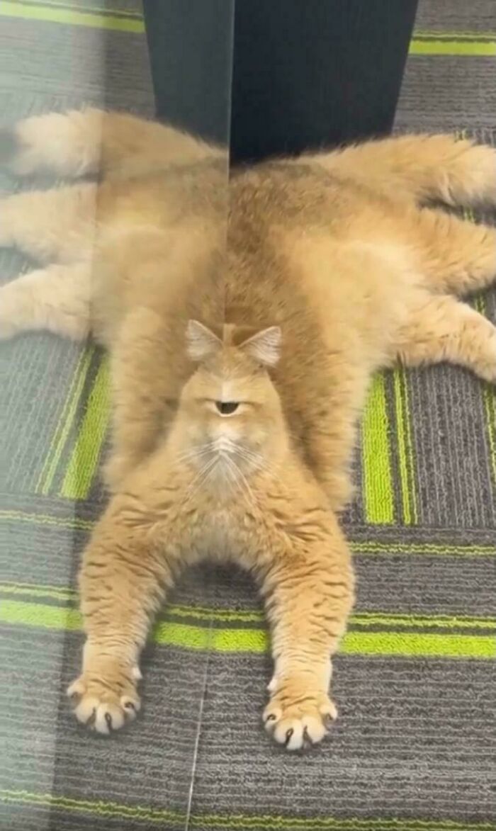 A reflection of a fluffy ginger cat makes it look like a creepy spider-cat creature, a real nightmare fuel.