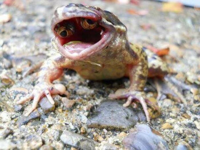 A creepy image of a frog with its mouth wide open, revealing what looks like two eyes inside, a true nightmare fuel.