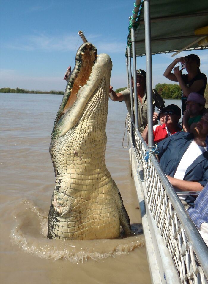 A creepy image of a giant crocodile lunging out of the water towards a boat, creating nightmare fuel for onlookers.