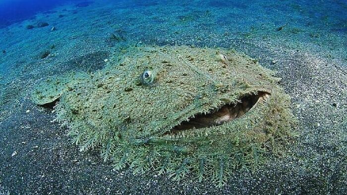 A creepy image of a camouflaged anglerfish on the seabed, its wide mouth open, an example of nightmare fuel.